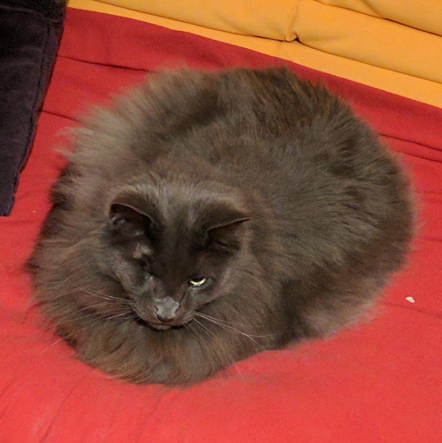 danfuzz's tweet photo. Tonight's catshot. #catpuddle https://t.co/OBDq8l63kh