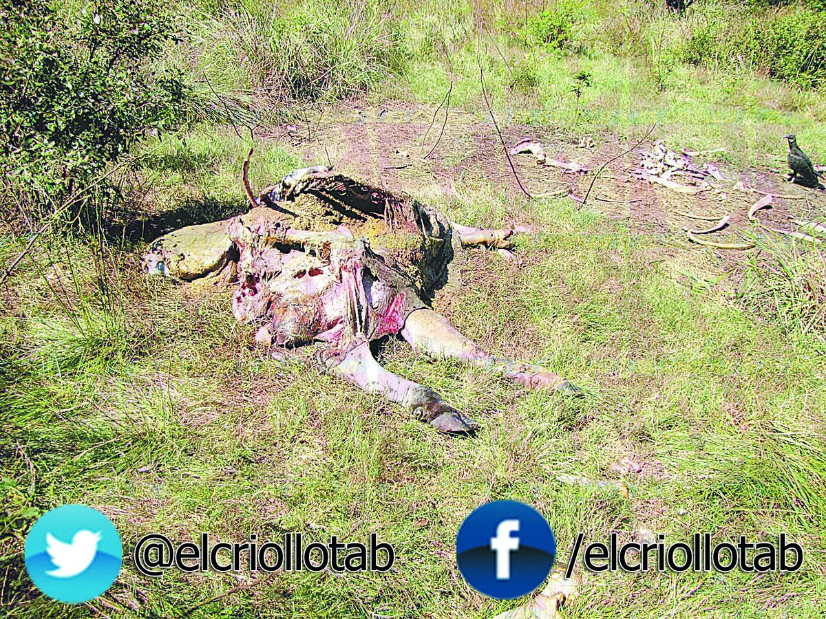elcriollotab's tweet photo. Imparable el robo de semovientes; Fiscalía General del Estado da “palos de ciego”. #EsMomentoDe comprar mañana El Criollo #BuenJueves https://t.co/nxFyZZJpch