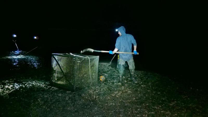 knkxfm's tweet photo. Harvesting Under The Stars: A Night In The Life Of A Shellfish Farmer     #knkxSoundEffect https://t.co/eiu3LkA87U https://t.co/vSoK2vbpcw