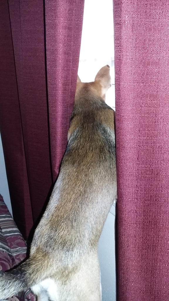 suarezm817gmail's tweet photo. Pepper my nosy dog. https://t.co/sV0kyH8oYj