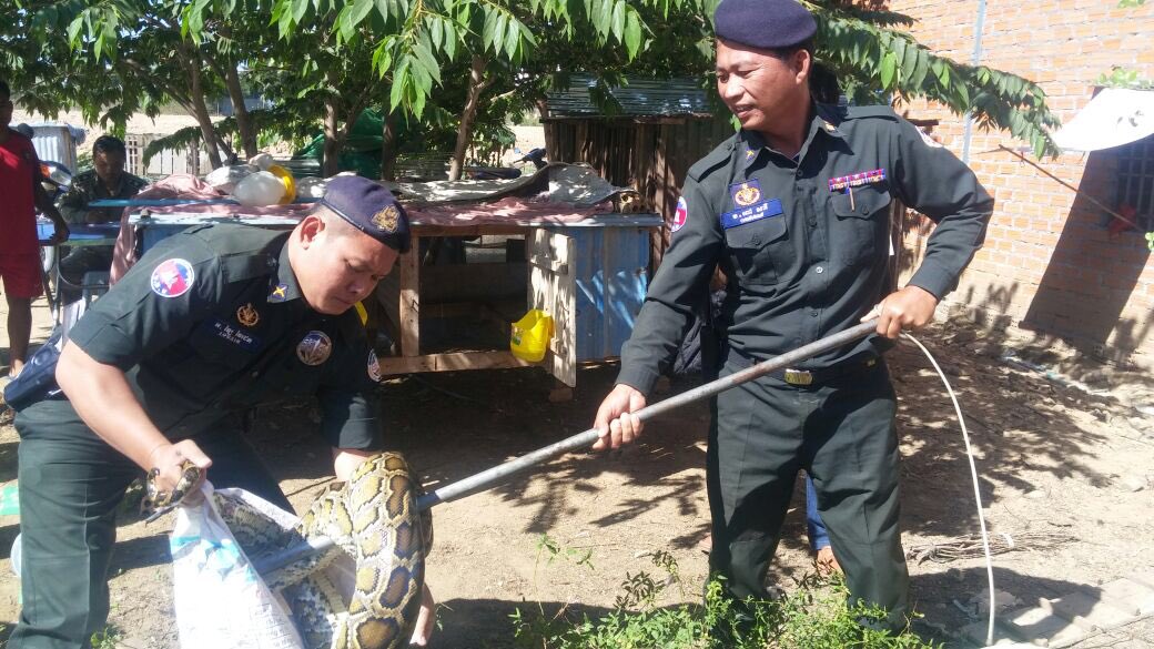 dr_suwanna's tweet photo. #WRRT collects pythons from residents in Phnom Penh Thmey, Cambodia who decided to let the pets go due to fear of safety issue. https://t.co/lnKG9R94jh