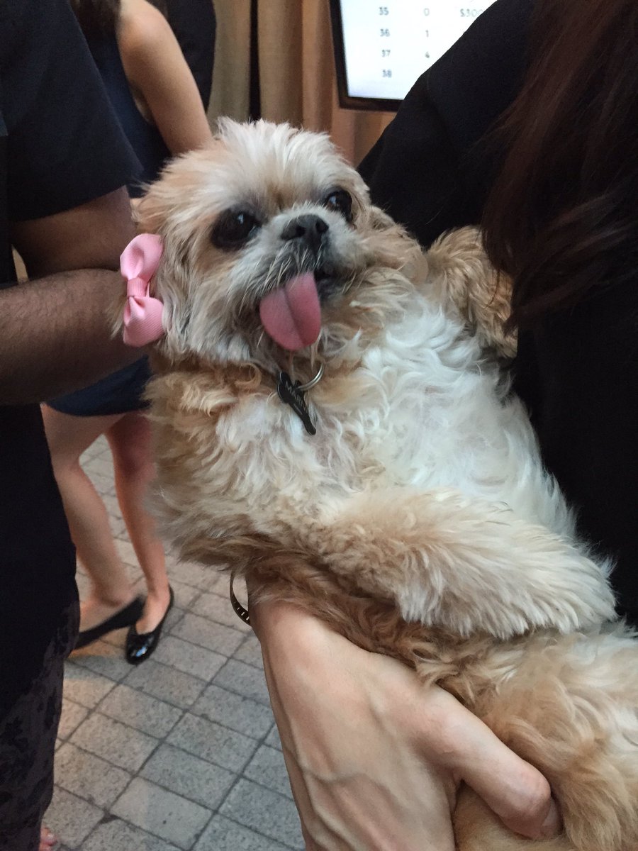pawpack's tweet photo. https://t.co/swj9wa90Xc
