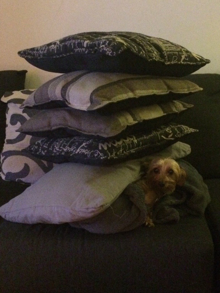 soqui1982's tweet photo. I can balance this pillows all by myself. https://t.co/tk8EKh6TIR