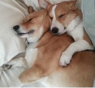 CustestCorgis's tweet image. Snuggle weather...❤️