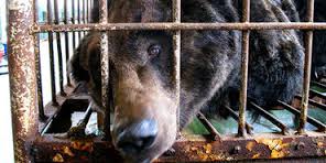 rickygervais's tweet photo. Donating my profits from February #Humanity warm ups to @AnimalsAsia https://t.co/UZd82cHk2M and @galgos_GIN https://t.co/eder0R76H7 https://t.co/Wlgf1NChGA