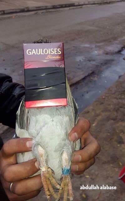 C2h0kh_XAAEMvnF.jpg:orig