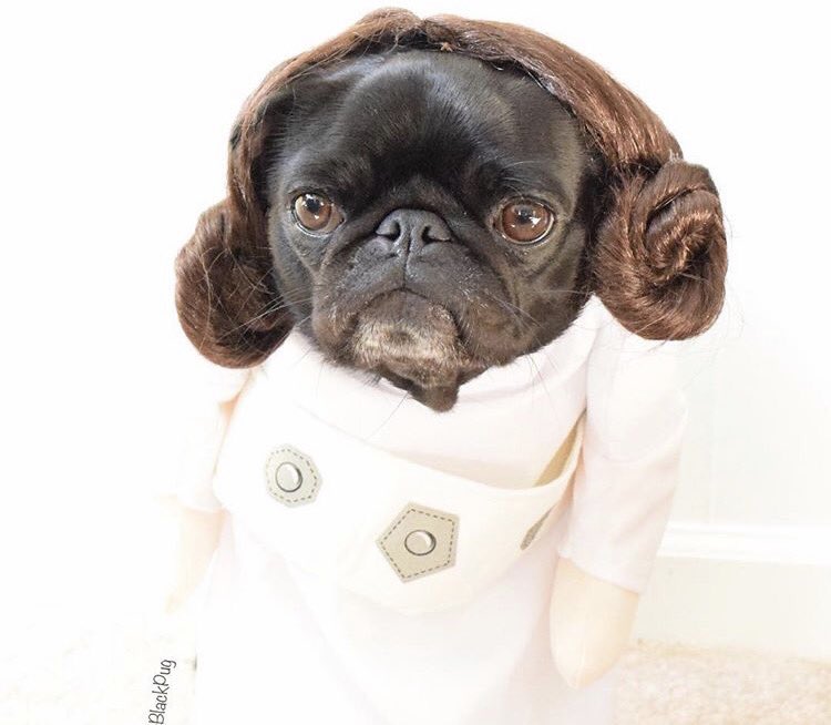 Vleeshomp's tweet image. 