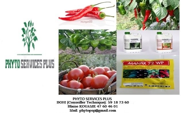 PHYTOPSP's tweet image. 