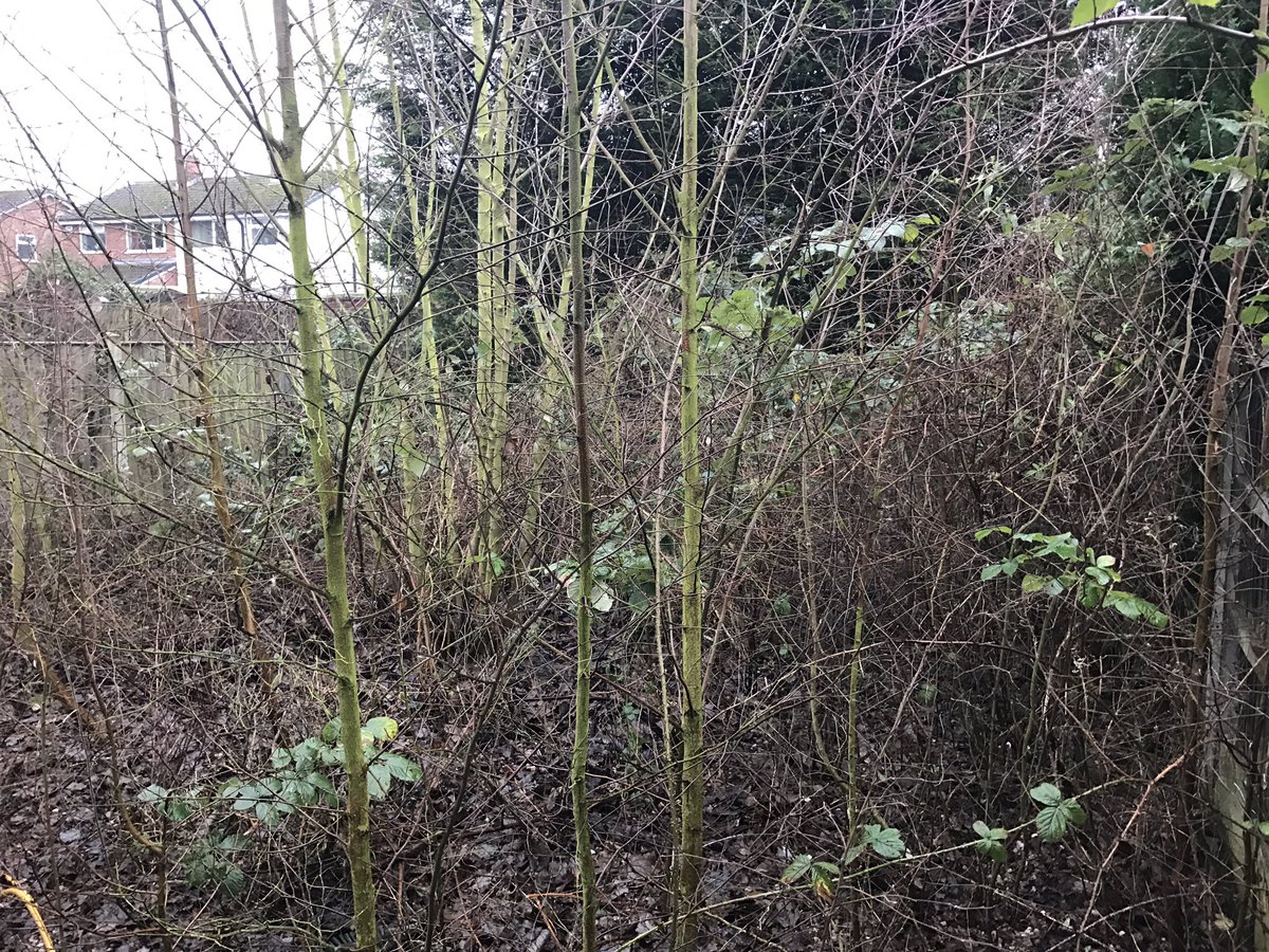 GardeningJandJ's tweet image. First big clearance job for 2017