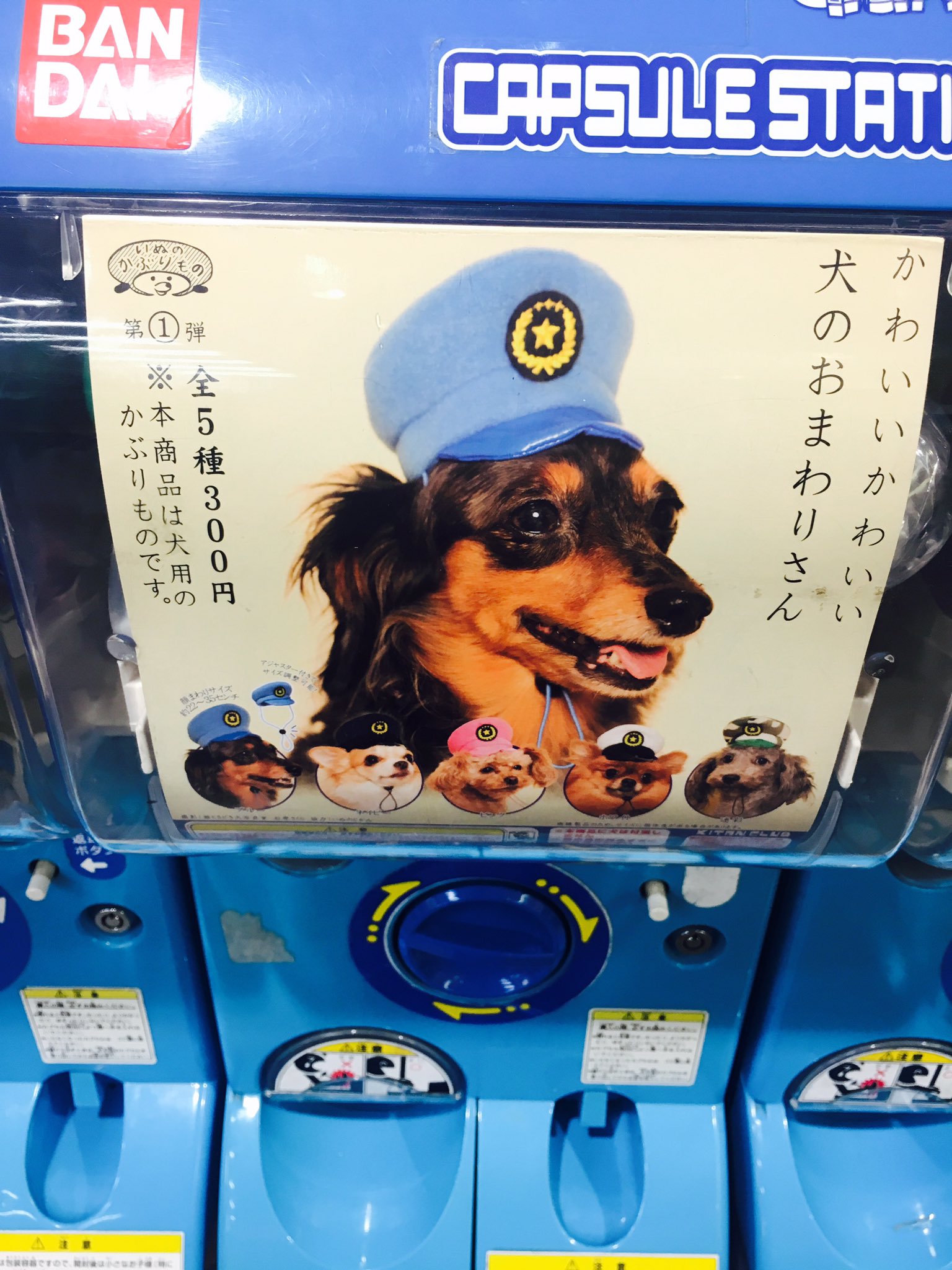 いぬのかぶりもの Twitter Search Twitter