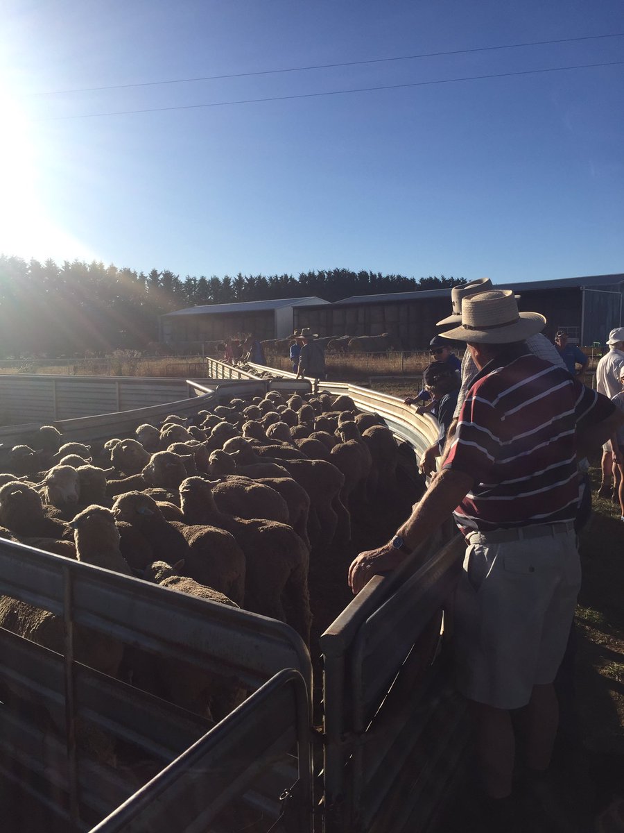 MLennan8's tweet photo. A great two days spent on the road seeing 18 producers as part of the 9th annual crookwell flock ewe comp #crookwell #flockewe https://t.co/xLLGzFtT02