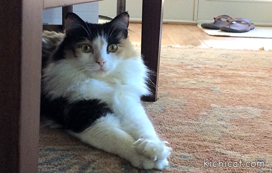 KichitheCat tweet picture