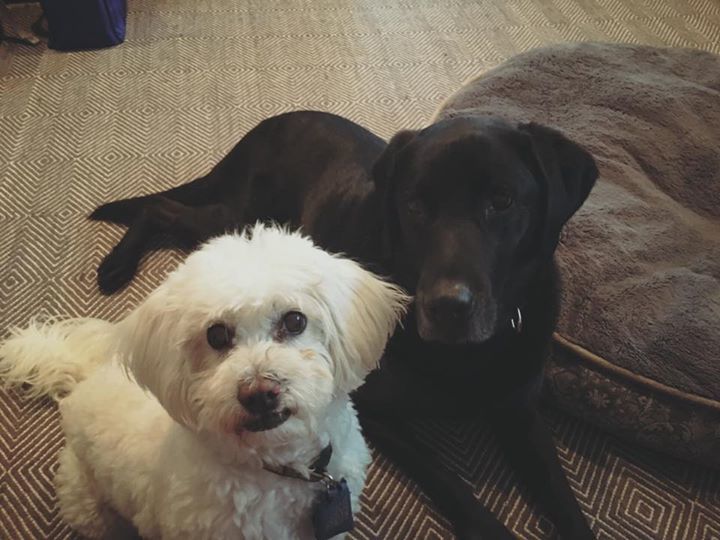 TopDogSF tweet picture