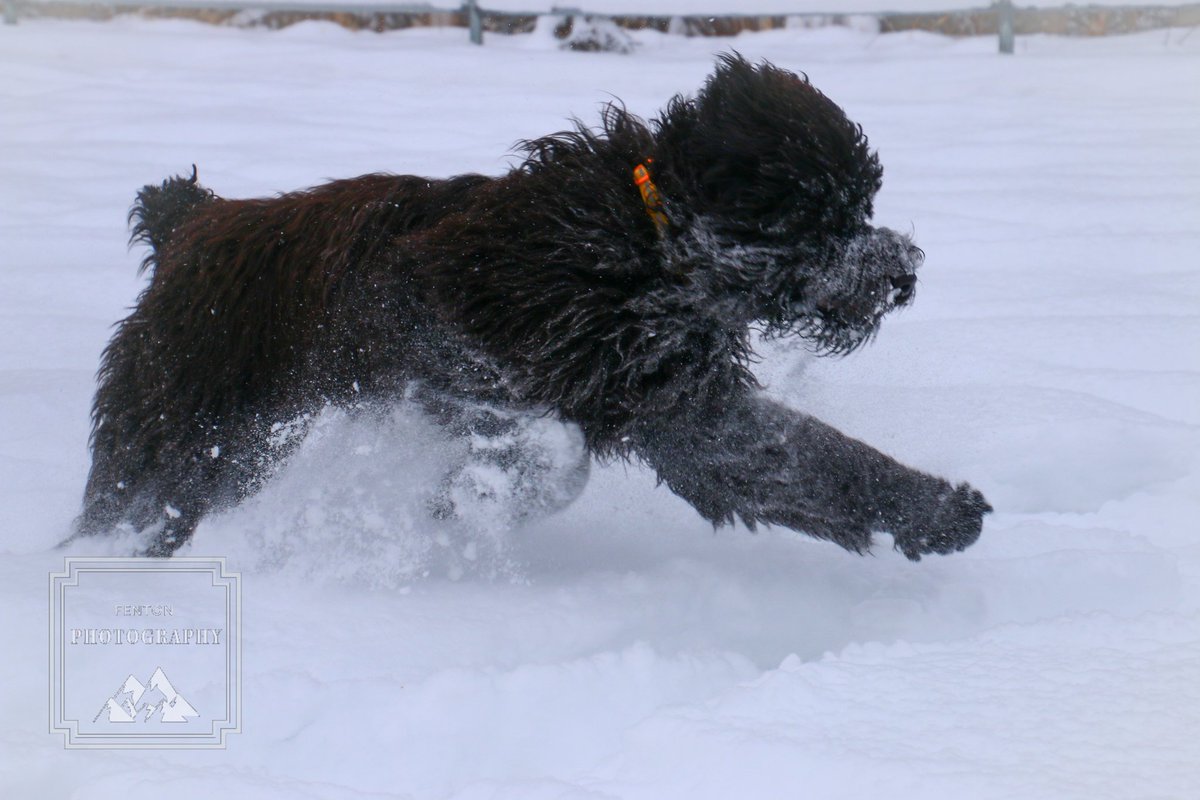 FentonPhoto's tweet photo. 7 month old #BlackRussianTerrier #puppy #bounding through the freshly #fallenSnow #puppylove #winter #callingalaskahome https://t.co/Z6S9TMk74U