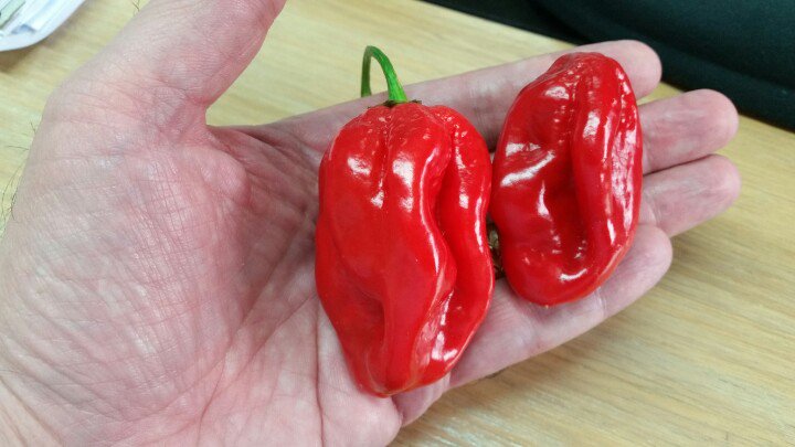 ExSydney's tweet photo. A couple of pretty decent sized #BrainKiller #Chillis I think they're gonna hurt! https://t.co/oHA6R8E2fk