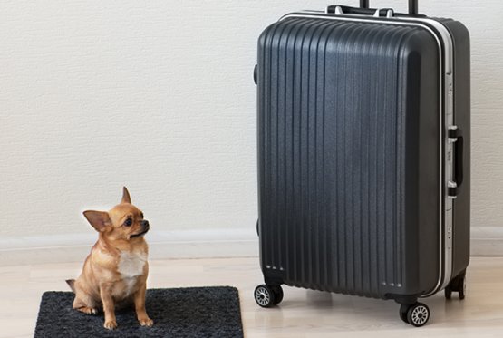 Entrepreneur's tweet photo. 10 Dumb Things That Air Travelers Have Done https://t.co/UgpMj8PWis on @MSNLifestyle https://t.co/DD6RxoTN16