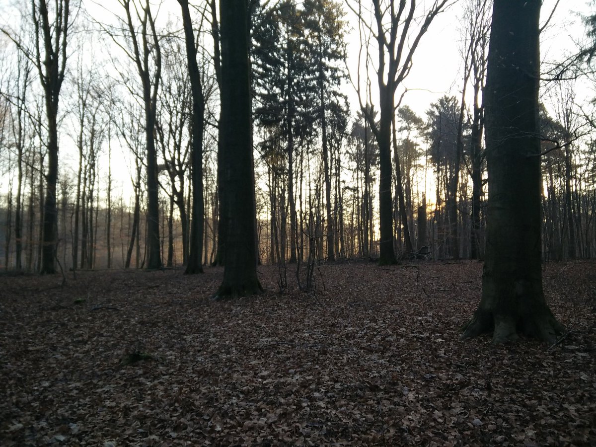 Boswachter_Marc's tweet photo. We starten een #hamering met drie #boswachters in #Heverleebos. Dagje buiten, prachtige ochtend, wel fris... https://t.co/8JZm6FZf4L