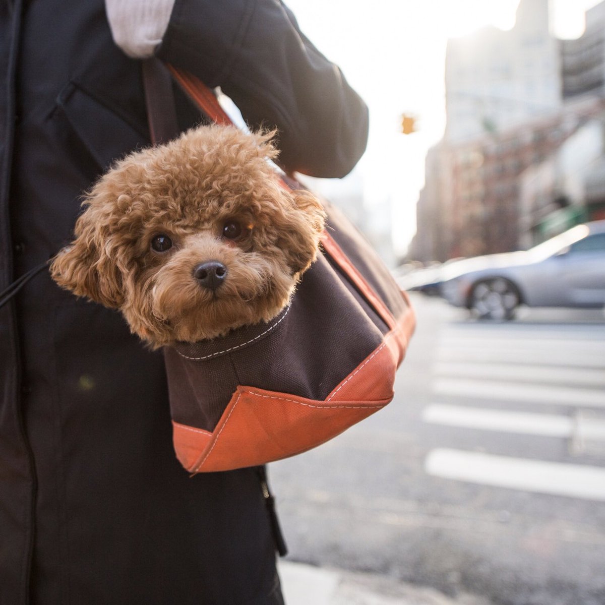 BIOGANCE's tweet photo. Elias Weiss Friedman, alias @thedogist, immortalise les chiens croisant son chemin. Découvrez vite sa galerie photo ➡https://t.co/jnoemXtLoE https://t.co/WzygiZ6N7R