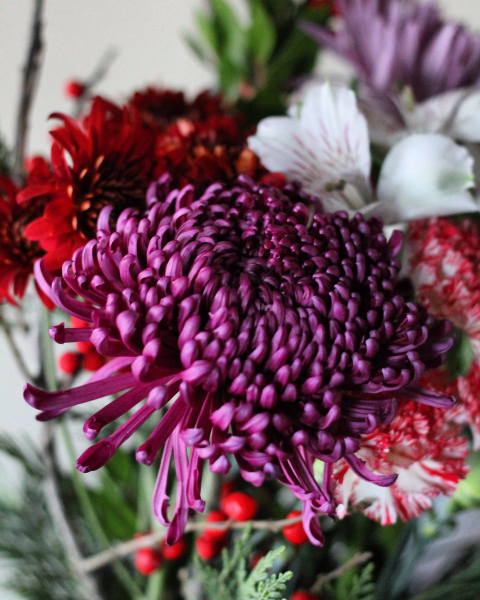 mums. 🌿✨ #floraldesign #photography #violet #chrysanthemums