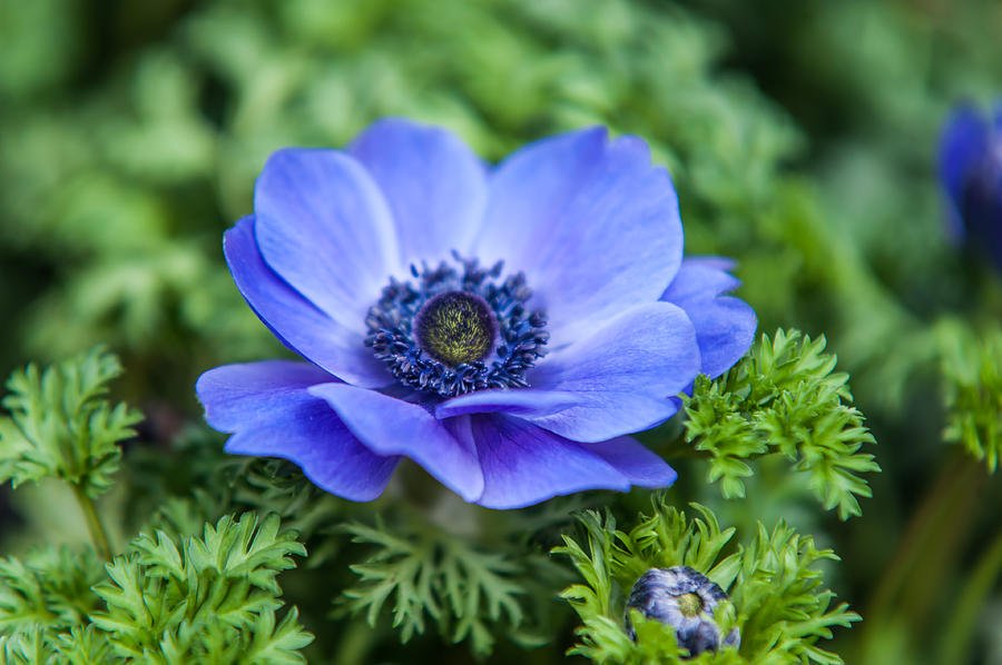 世界の花 一覧 アネモネ ギリシャ神話が名前の由来となっている花 風の神ゼフュロスが妖精アネモネに恋をしてアネモネが一輪の花に変えられた という神話が由来だそうです 花言葉は 君を愛す や 儚い恋 T Co Zsrns5pfpd Twitter