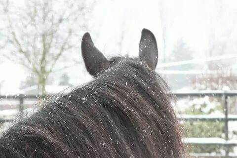 DannyNehm's tweet image. Masterclass non-verbale communicatie voor Mediators. 6PEcat1A. €245,- Met warme chocomelk, lunch, dekens en glühwein horsesatwork.nl/masterclass-no…