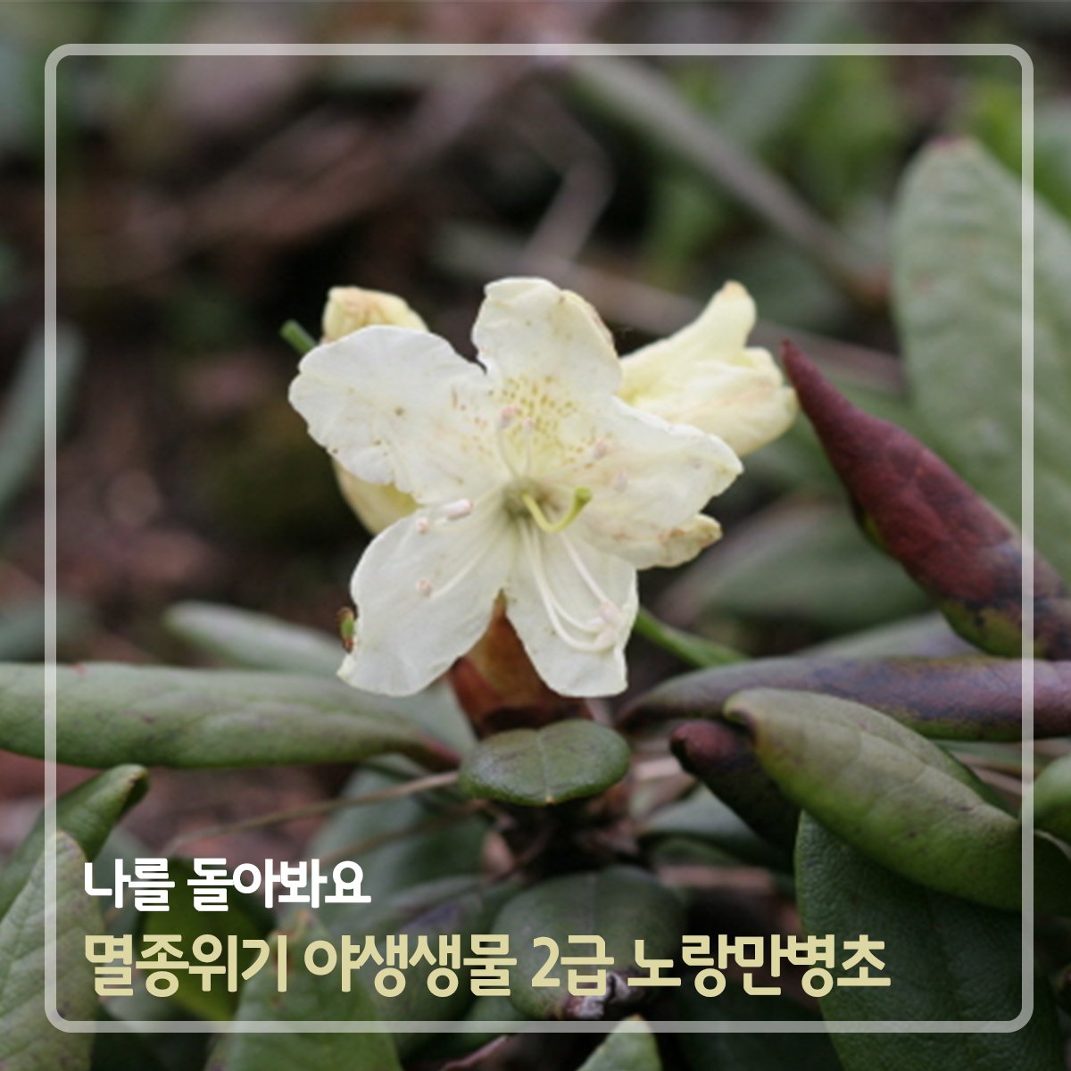 [멸종위기종_노랑만병초]
매주 우리나라 멸종위기종을 소개해드리는 시간! '나를 돌아봐요'
오늘은 멸종위기야생생물 2급 #노랑만병초를 소개해드려요. 
노랑만병초는 해발 1,600m 이상의 고지대의 햇볕이 잘 드는 양지에 자라며, 1m 정도 자라요.