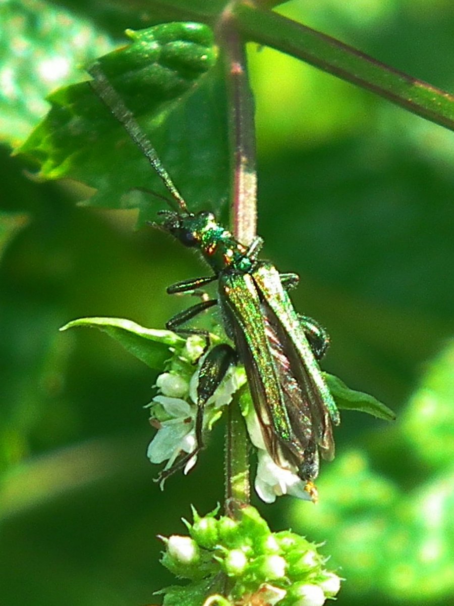 balazskegl's tweet image. #crowdsourcing and #datascience seminar @SaclayCDS Jan 25 by Romain Juillard @Le_Museum.

datascience-paris-saclay.fr/en/site/newsVi…
spipoll.org