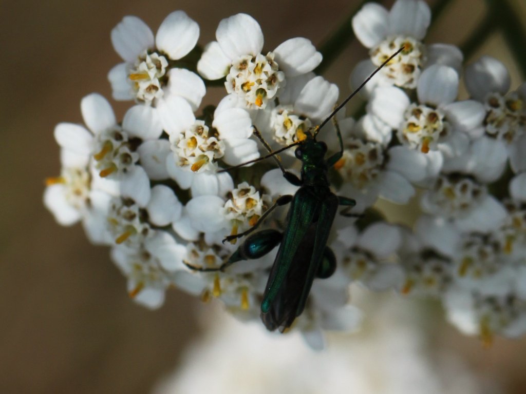 balazskegl's tweet image. #crowdsourcing and #datascience seminar @SaclayCDS Jan 25 by Romain Juillard @Le_Museum.

datascience-paris-saclay.fr/en/site/newsVi…
spipoll.org
