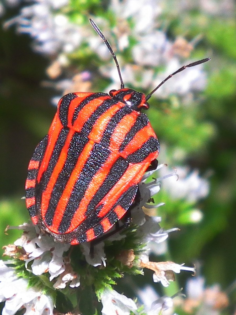 balazskegl's tweet image. #crowdsourcing and #datascience seminar @SaclayCDS Jan 25 by Romain Juillard @Le_Museum.

datascience-paris-saclay.fr/en/site/newsVi…
spipoll.org