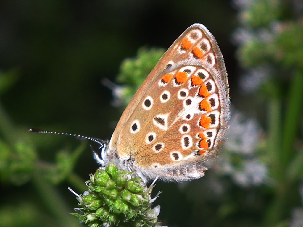 balazskegl's tweet image. #crowdsourcing and #datascience seminar @SaclayCDS Jan 25 by Romain Juillard @Le_Museum.

datascience-paris-saclay.fr/en/site/newsVi…
spipoll.org