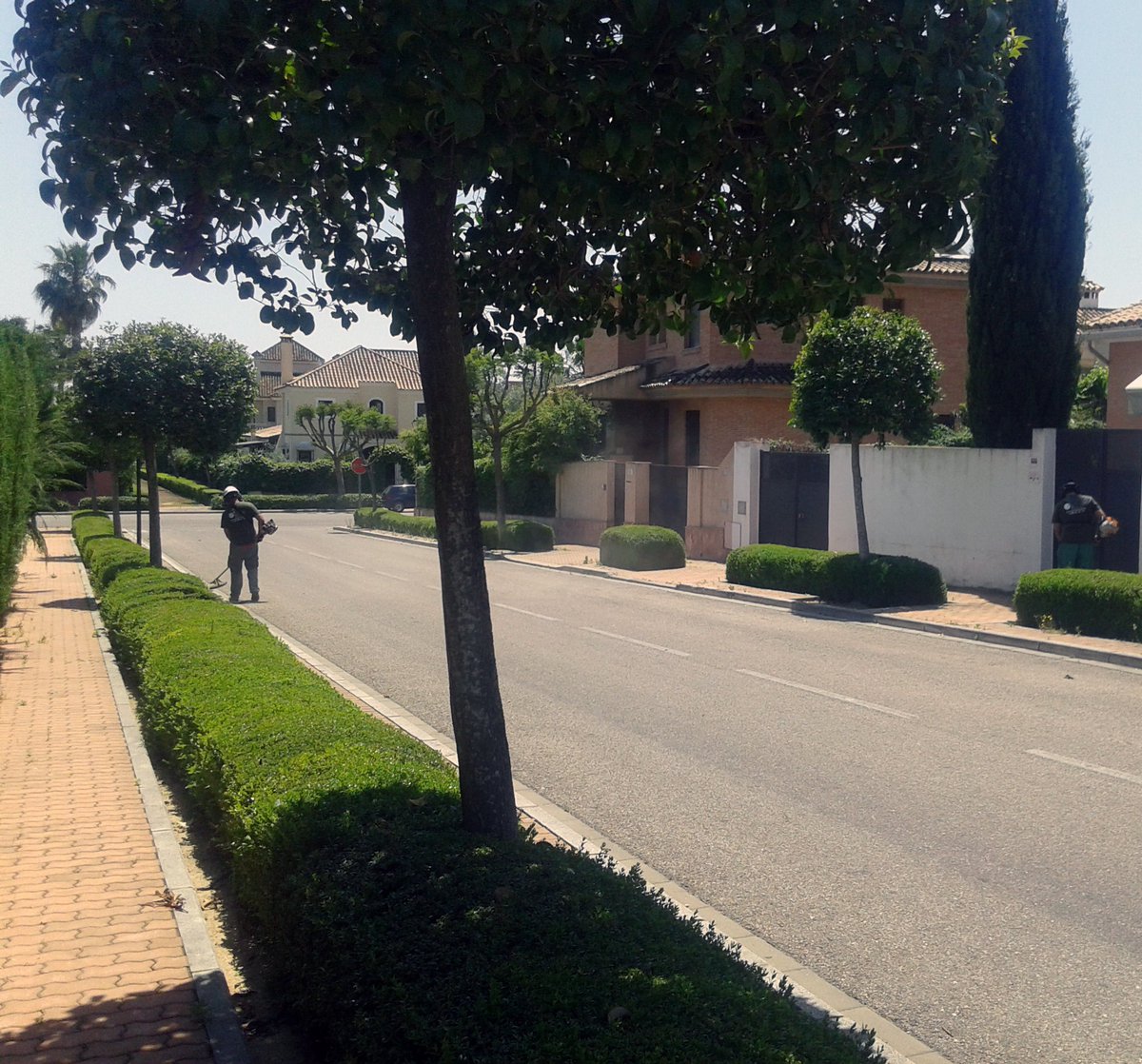 AMJAandalucia's tweet image. GREEN FACTOR, NUEVA EMPRESA ASOCIADA A AMJA. 
amja.es/?p=1517