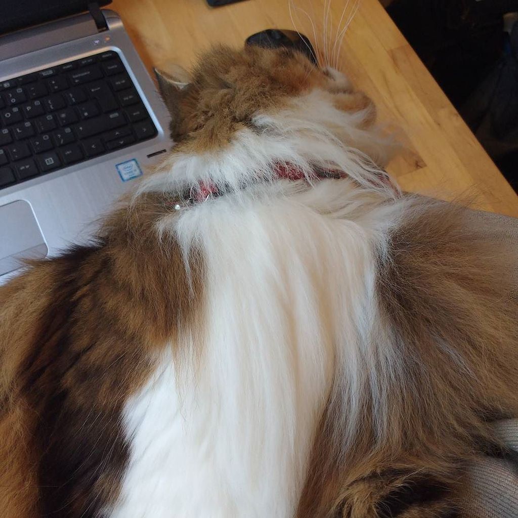 owenblacker's tweet photo. It's a good thing I can read and reply to email with only 1 hand #workingfromhome #livingw… https://t.co/T79qQ85JrZ https://t.co/BUHfSP0kCy