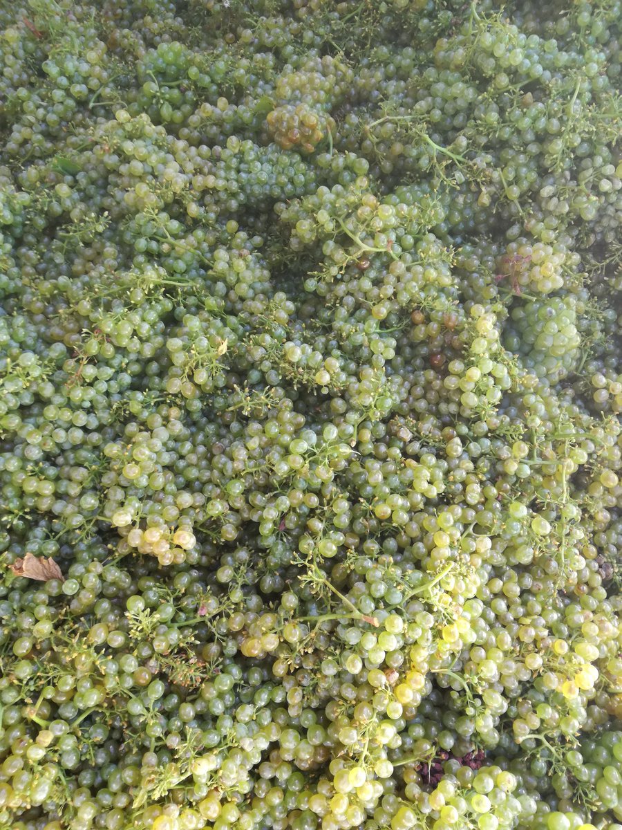 FouriemMonique's tweet photo. Green and sexy! Hello Verdelho 2017 #kwvharvest2017 @KWVwines  @Vinebug https://t.co/rexCHfFUK3