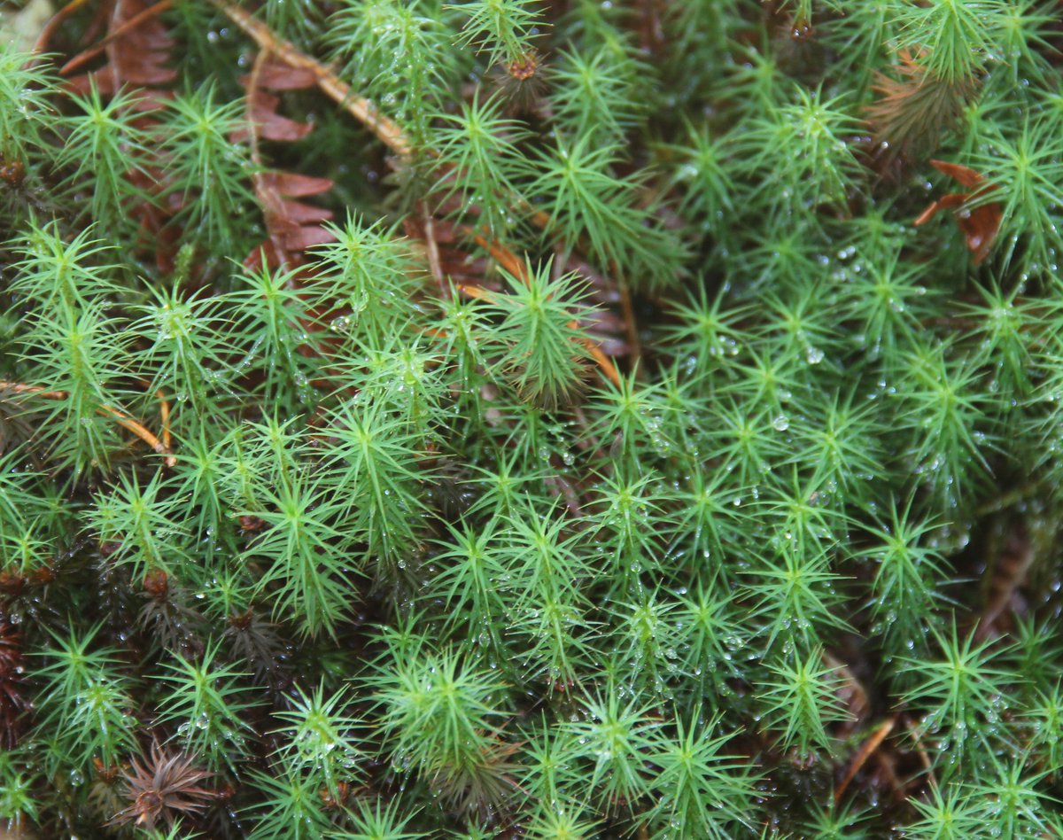 If the view's not pretty or visible, look down - the moses can be lovely even in the rain. These happen to be in West Ardhu woods
