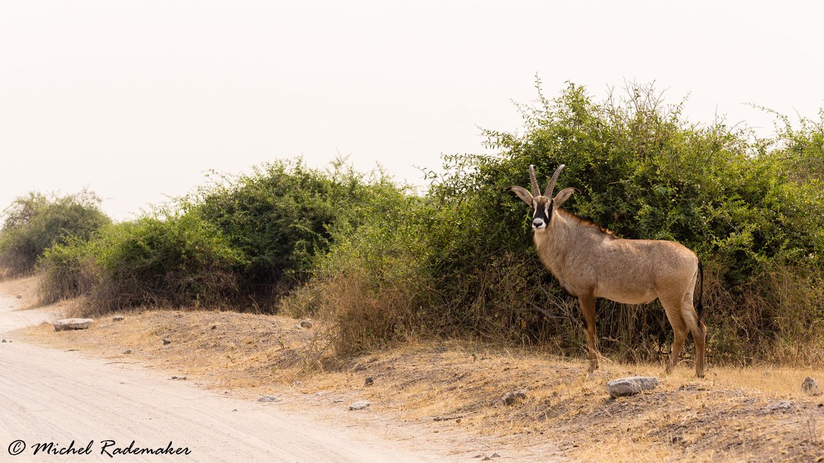 Lucky sighting of a #roan #antelope in #Chobe National Park, #Botswana. @ThisIsChobe @botswana @BotswanaTourism @WorldOfBotswana @lostinbots