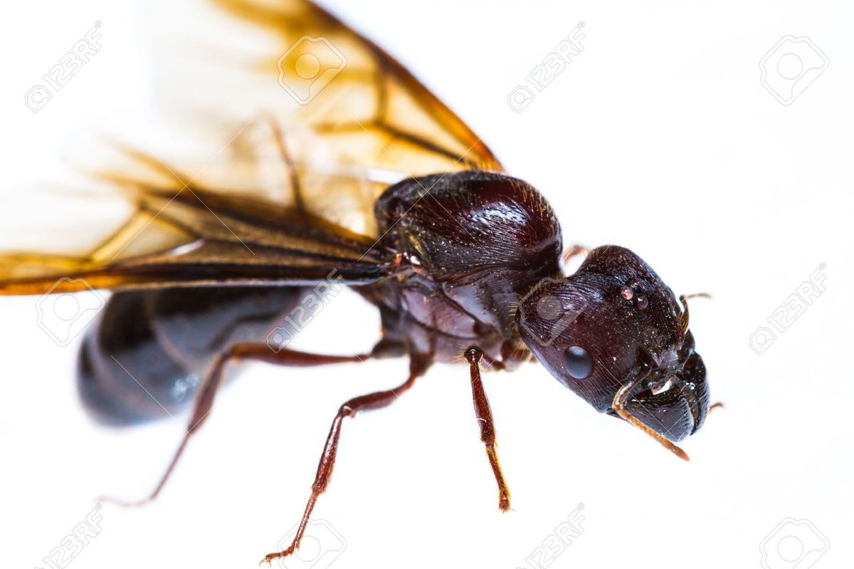 askmrmorpheus's tweet photo. #Didyouknow only female queen ants and male ants (drones) have wings? #ants #queen #male #drones #wings #insects #pest #pestcontrol https://t.co/tUX3QqCDTx