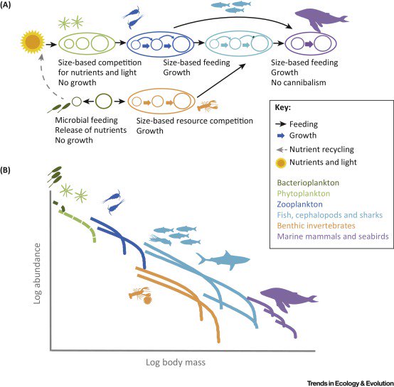 New Review from Blanchard et al. From Bacteria to Whales: Using Functional Size Spectra to Model Marine Ecosystems bit.ly/2jbOcsV