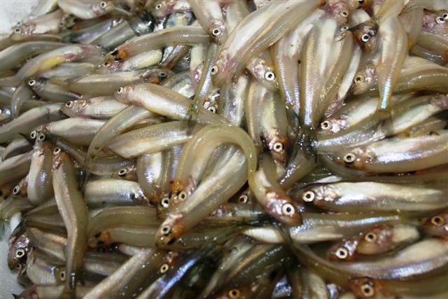 Vandaag heerlijke Spiering!