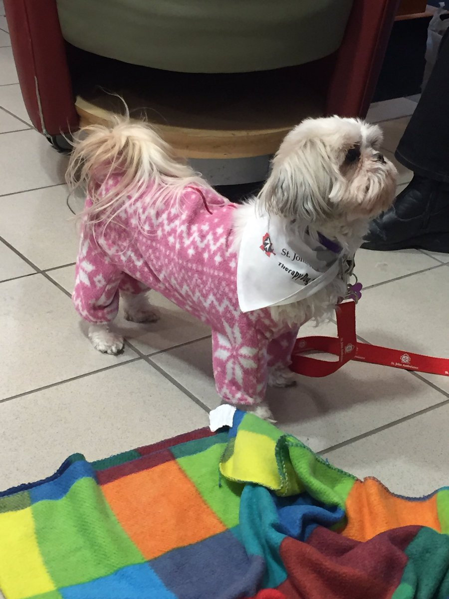 Come visit the therapy dogs in the UC! Here until 2 o'clock! #TherapyDogs