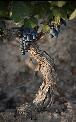 MalenaAlcaro's tweet photo. El Malbec argentino otra vez el+ premiado  
 @ElPeriplo @Enamodate @LatamNoticias @turismocero @TrotaMundos2016 
https://t.co/ld941NSxwW https://t.co/VjBuZksAbB