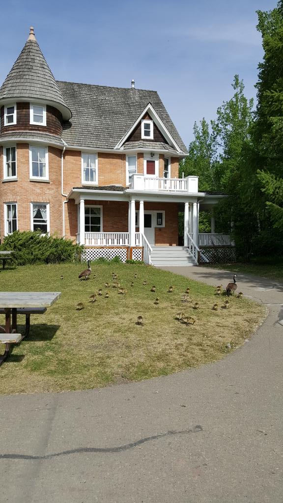 RDCHS1's tweet photo. Geese heading to #Cronquist House for lunch #RDCHS #SMBRD https://t.co/mfDU2gSSZC