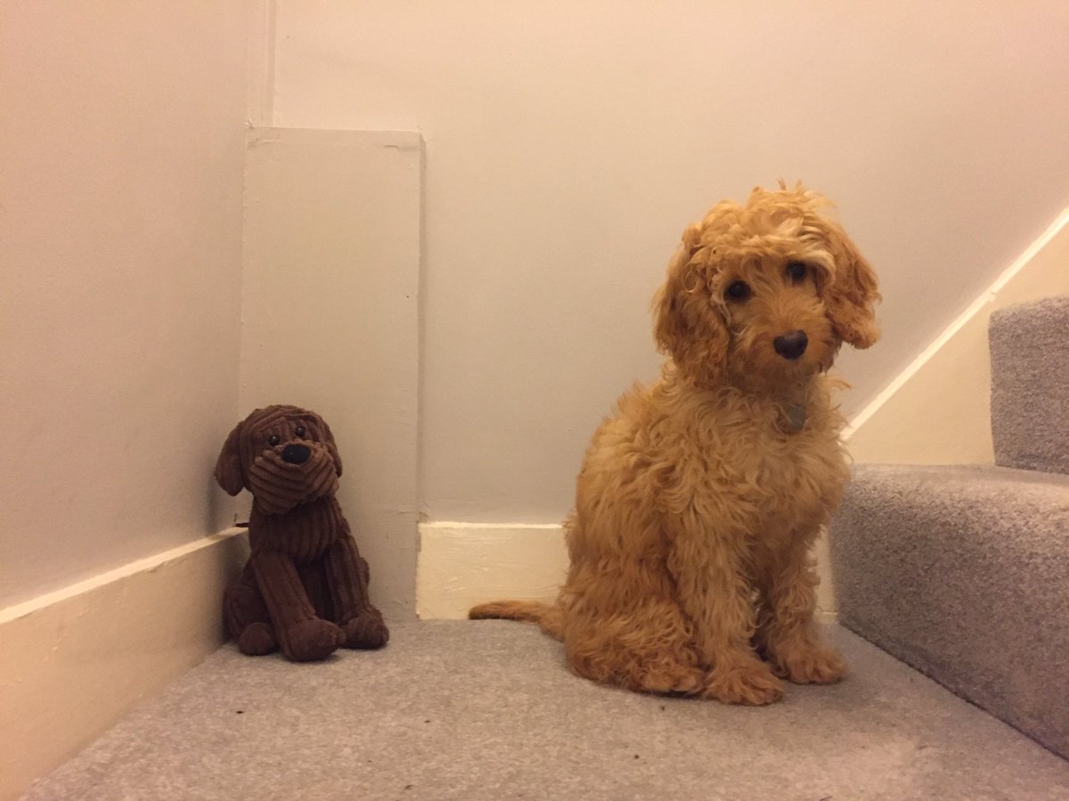 lillyapoo's tweet image. Just admit it, I look cute with my head tilted to one side!  #cutepuppy #cutedog