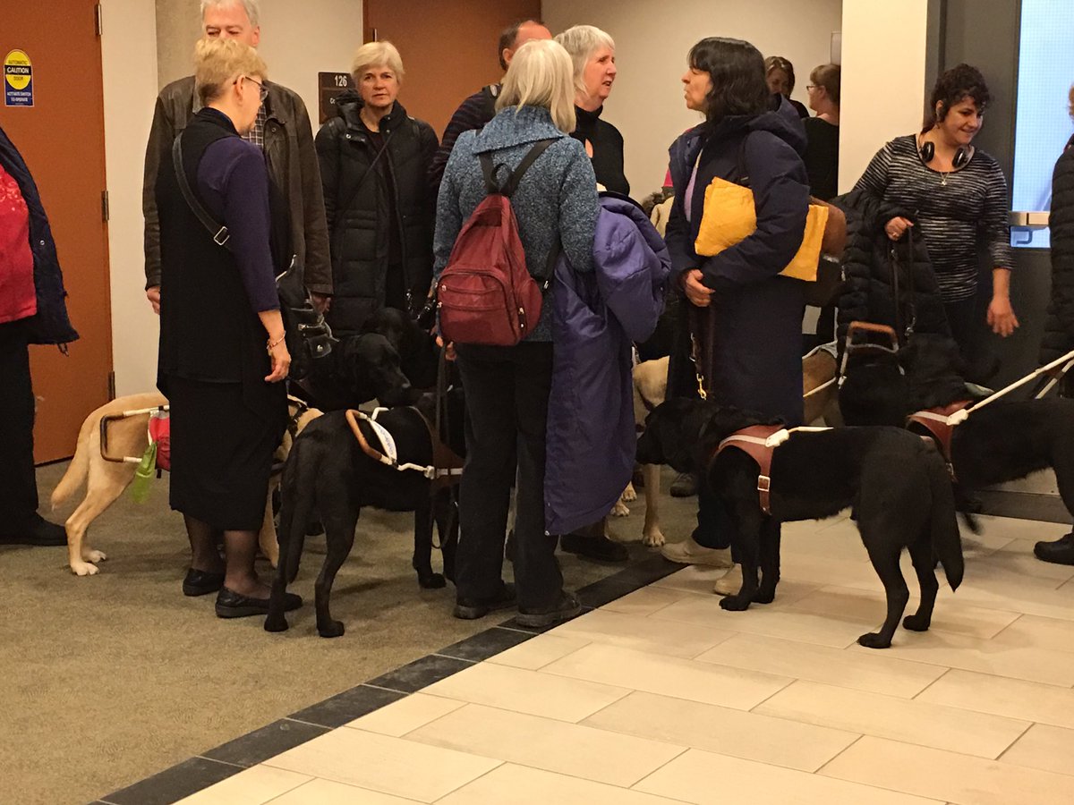People are standing in a crowd with their guide dogs.
