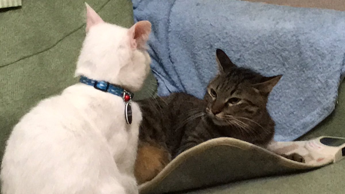 ねこかます とはいえ 麿白先生も弱いばかりではない 最近はシメるべきところはちゃんとシメる局面を見せるようになってきた しかし はっちゃんにだけはまったくもって歯が立たずボコボコにされてるのであった ねこ Cat 猫