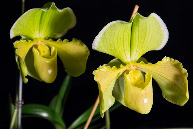 Forumā ziemā ziedošās orhidejas. orchids.lv/forum/viewtopi…