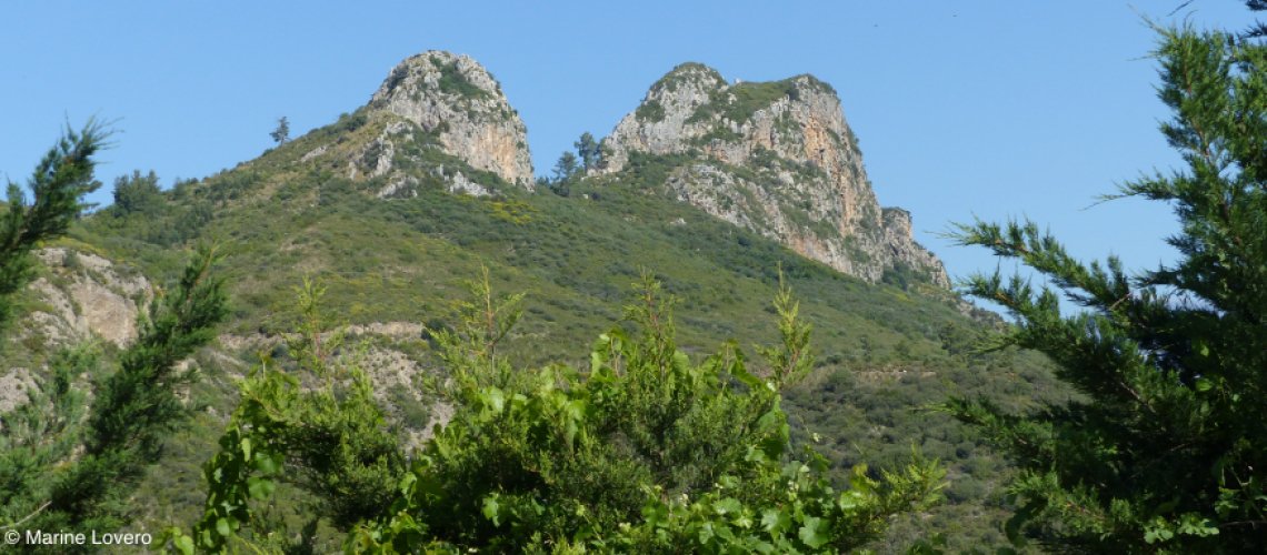 FAO Forestry tweet media