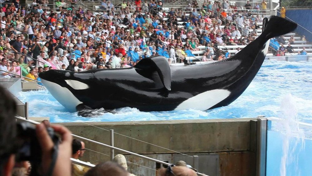 Philip Hoare, author of The Whale and The Sea Inside, on the death in captivity of #Blackfish orca Tilikum. https://t.co/6sRu66au0w https://t.co/a5F0ZWh118