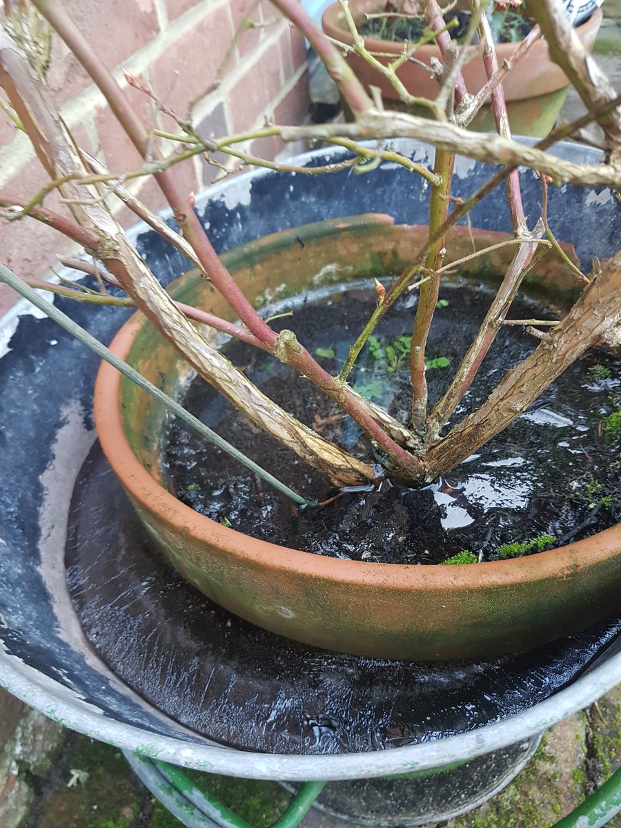 charjo75's tweet photo. My poor blueberry bush. Must pay more attention to weather forecasts. #blockofice. Fingers crossed for summer fruit! https://t.co/wDIAg4YAzq