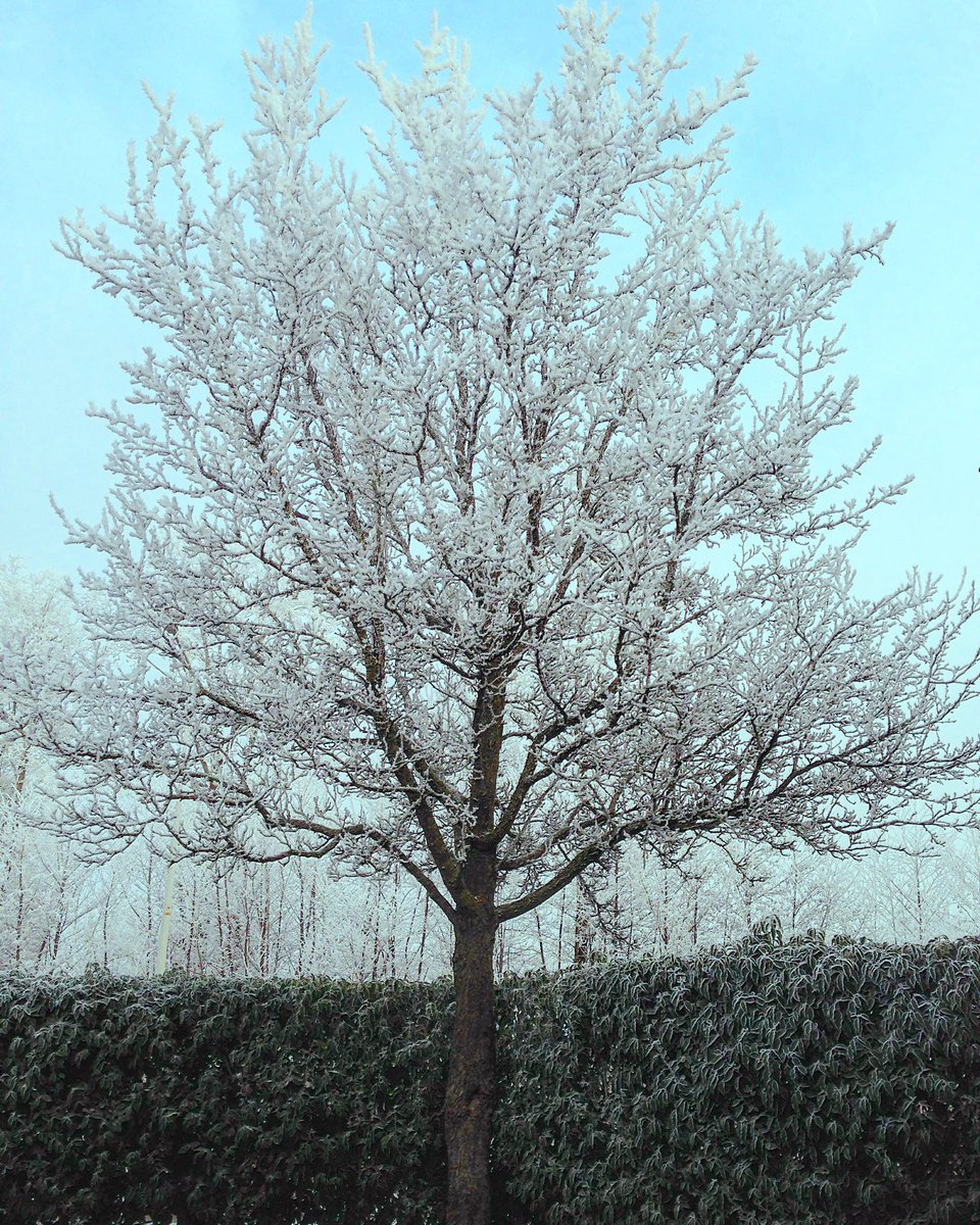 bij_wilma's tweet photo. #mooi#winterweer#rijp https://t.co/8wj0RgWBEZ