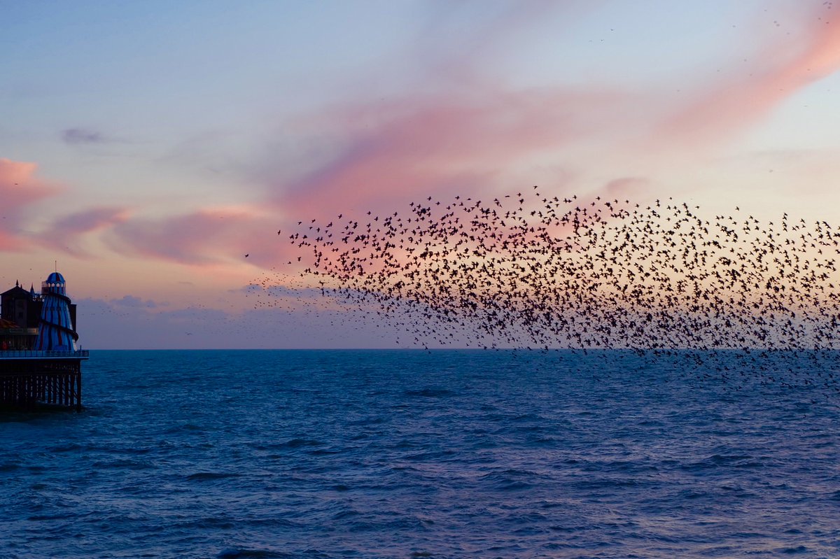 BTNPalacePier's tweet photo. Even the starlings can't get enough of The Pier. Great shot from @MagicBrighton #Brighton #BrightonPier #LoveBrighton https://t.co/br5MjQPR4E